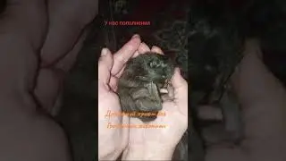 Приют нуждается в вашей поддержки