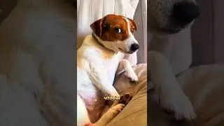 A dog that wakes up with 200% battery. No charger, no coffee ☕🔋