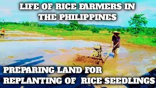 PREPARING LAND FOR REPLANTING OF RICE SEEDLINGS ||  LIFE OF RICE FARMERS IN THE PHILIPPINES EP 3