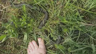 Encounter with big grass snake / Begegnung mit grosser Ringelnatter