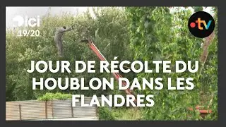 La saison des récoltes du houblon est ouverte dans les Flandres
