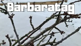 Barbaratag-Tradition & Legende: Obstzweige oder Birke schneiden Anfang Dezember
