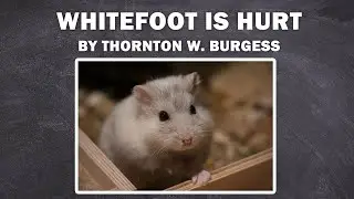 WHITEFOOT IS HURT - Whitefoot the Woodmouse / to listen the book