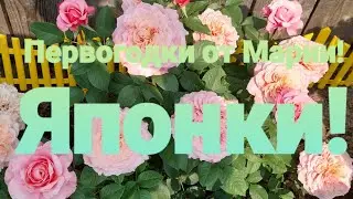 Первогодки из питомника Mary Roses, японки!