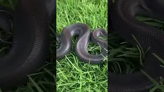 Jet Black Snake #blacksnake #ballpython #fealysclutch #ballpythonsnake #babysnakes #snake