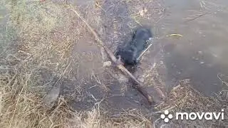 Злата Дама первые заплывы,дочь Супер Стелла Арктика