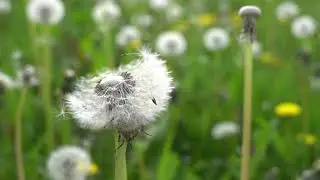 Green Background Video Slow Motion