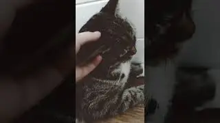 Добрая кошка Феня 3. #мойпитомец