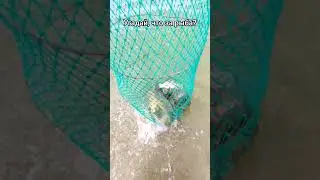 Хороший улов 🐟 #рыбалка #рыба #вопрос #угадай
