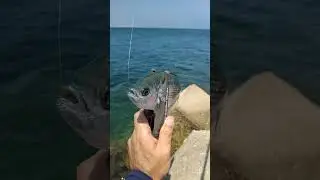 Рыбалка в средиземном море. Меланур на бомбарду.  #fishing #рыба #рыбалка