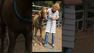 My reactive FOAL grew up to be a SAFE horse🔥♥️#babyhorse #shorts #horse #equestrian