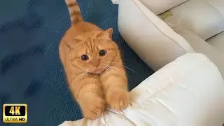 Cute cat overload