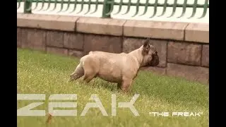 iFRENCHi Young Zeak 