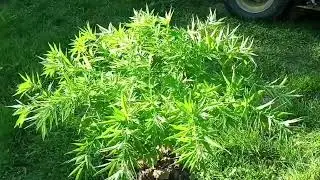 O High O Cannabis Outdoor Grow 6 24 2024