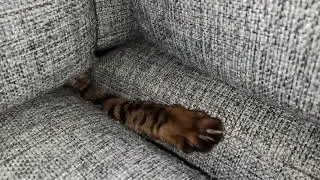 Под диваном завелся монстр и покушается на плед/ Monster is under the sofa