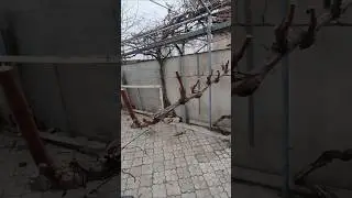 December 29, 2024 Autumn pruning of grapes