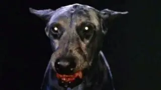 De Beerput #42: Zoltan... Hound of Dracula (1977)