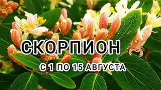 СКОРПИОН 🦂 тароскоп на период с 1 по 15 августа &Scorpio taroscope from August 1 to 15