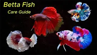 Betta Fish | Everything You Need to Know  Before You Get a Betta