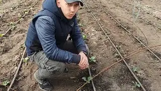Капуста, третий день после высадки