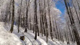 WINTER FOREST Gold Trees Blue Sky 8K 9K 4606P