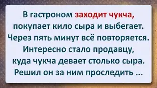 ⚜️ Чукча и Сыр! Сборник Самых Смешных Анекдотов!