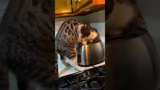 Смешные коты без озвучки 9 