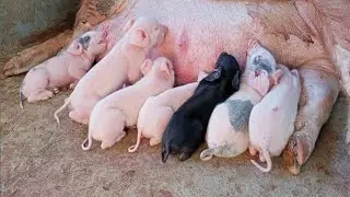 Pig farm in assam ll Pig birth ll Assam pig farm ll