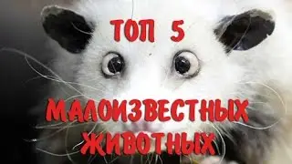 ТОП 5 малоизвестных животных