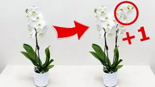 ENLARGE YOUR flower stalk! How to Make an Orchid Bloom?