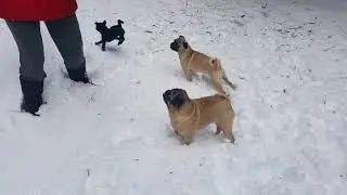 3 pugs in snow Dec 2017