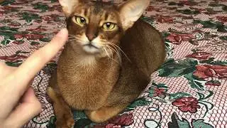 Abyssinian cat Motya (Monterey) playing on the bed