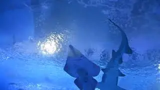 España - Valencia - Oceanografic