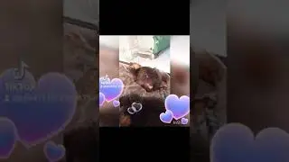 Котейки загарают