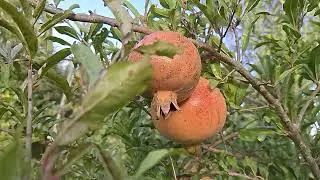 ‎@-earth.plants-animals  Punica granatum,pomegranate,shega(3)
