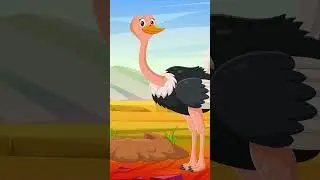 Aysuda Ülkü Zeren - Devekuşu #shorts 2
