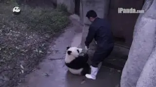 Naughty panda cub grabs broom from keeper