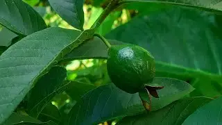 GUAVA TREE MIRACLE! Seed-Grown Tree Fruits in Just 2 Years