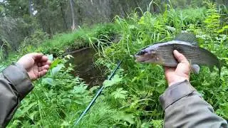Крупный хариус в глухих ручьях на границе Пермского Края.День второй.Рыбалка в аквариуме.
