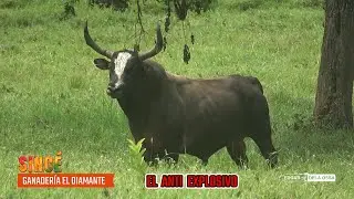 SINCE 2024 Toros de la Ganaderia El Diamante. espectaculares imagenes de los toros en 4K