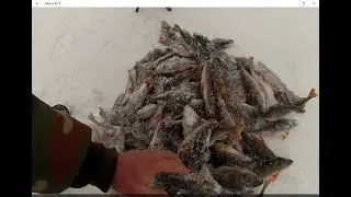ЖЕСТЬ ЕЛЬДОРАДО ОКУНЕЙ НА РОЖДЕСТВО