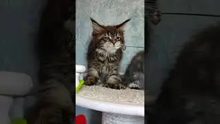 #полидакты#лапкиварежки
