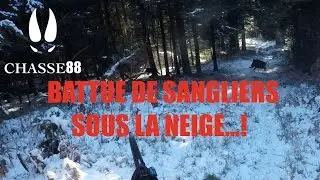 Battue de Sangliers sous la neige...! Chasse en Battue avec la Blaser R8