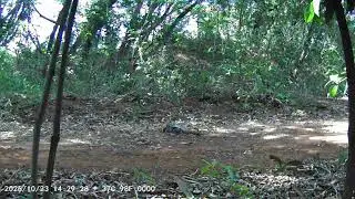Teiú