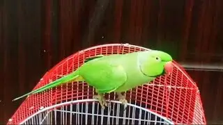 talking parrot | miyan mithu | ringneck parrot | #green #bird #ringneck #parrot #love #viral #video