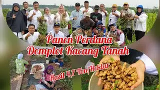 Panen Kacang Tanah Program Dinas Pertanian Provinsi Banten