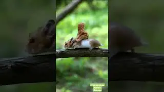 #кайфиятни#кўтарадиган#видео#
