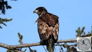 Content for Kids - Bald Eagles! 🦅❤️🦅 Introduction to Wildlife in Vancouver BC Canada 🇨🇦