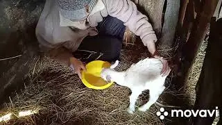 В нас нове поповнення. Знайомтесь - Бублик / У нас новое пополнение. Знакомьтесь - Бублик
