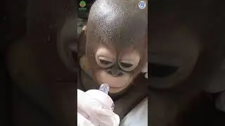 Baby Orangutan Budi Refuses to Drink Milk